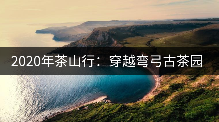 2020年茶山行:穿越彎弓古茶園最高點(diǎn) 2020年茶山行:穿越彎弓古茶園最高點(diǎn)