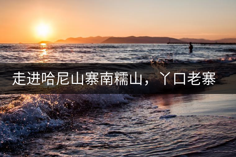 走進(jìn)哈尼山寨南糯山，丫口老寨普洱茶特點(diǎn)