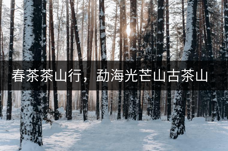 春茶茶山行，勐海光芒山古茶山你去過嗎？