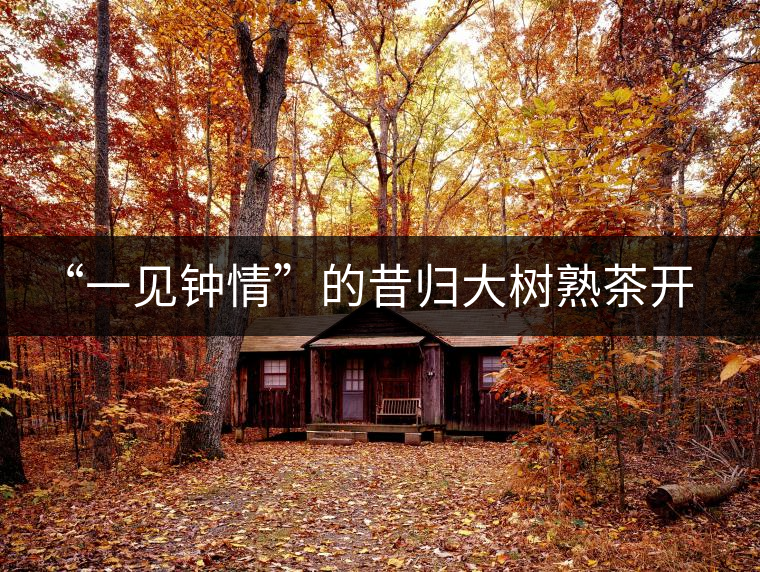 “一見鐘情”的昔歸大樹熟茶開湯品鑒報(bào)告 “一見鐘情”的昔歸大樹熟茶開湯品鑒報(bào)告