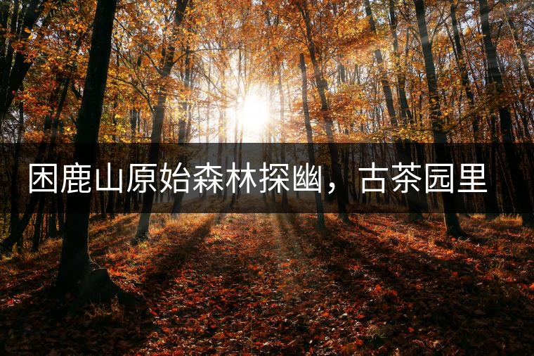 困鹿山原始森林探幽，古茶園里的優(yōu)美景色