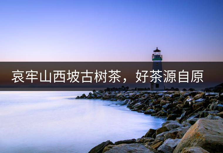 哀牢山西坡古樹茶，好茶源自原生態(tài)高山