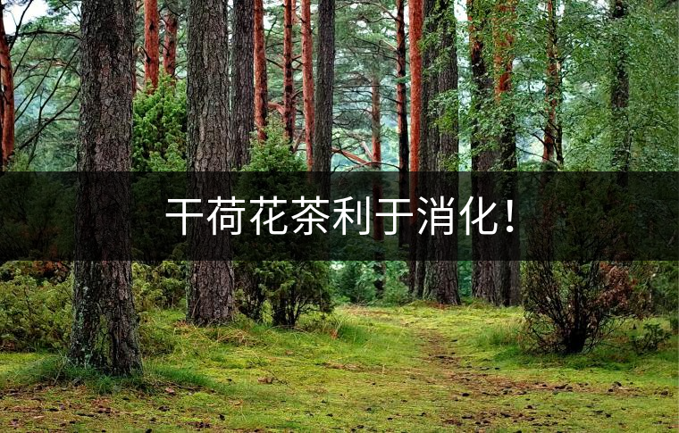 干荷花茶利于消化！