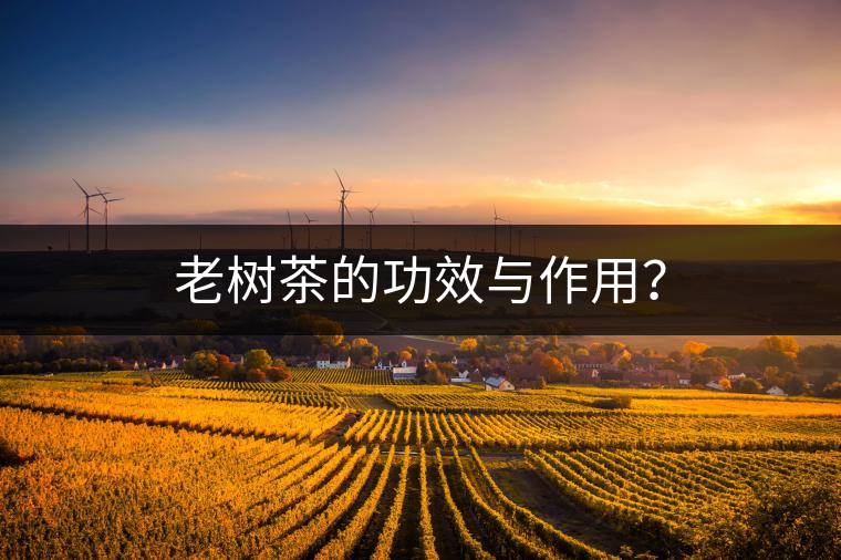 老樹茶的功效與作用？