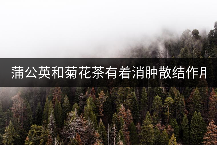 蒲公英和菊花茶有著消腫散結(jié)作用！