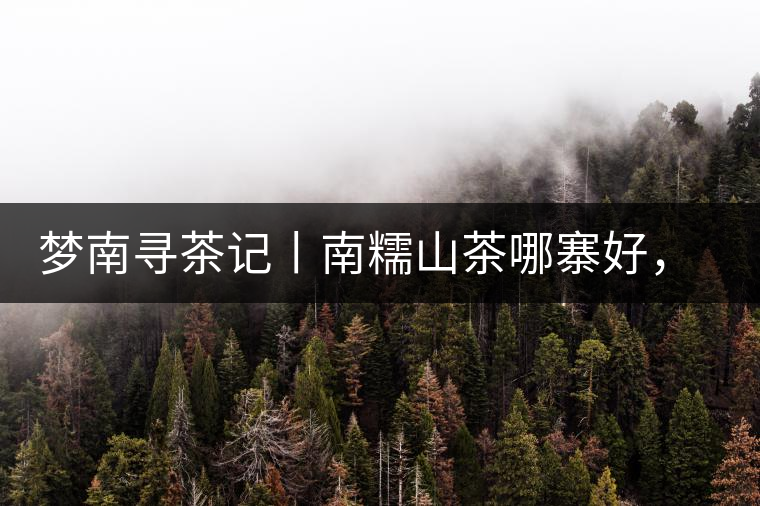 夢南尋茶記丨南糯山茶哪寨好，半坡老寨數(shù)第一