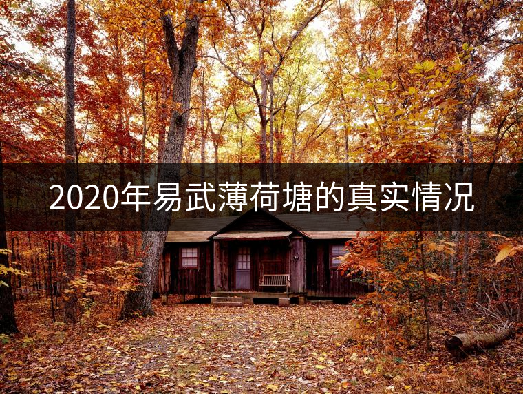 2020年易武薄荷塘的真實情況
