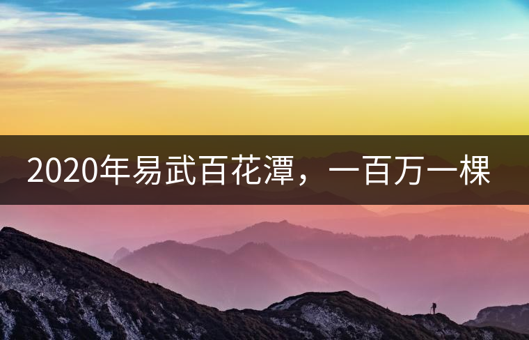 2020年易武百花潭，一百萬(wàn)一棵樹(shù)-易武中聘號(hào)