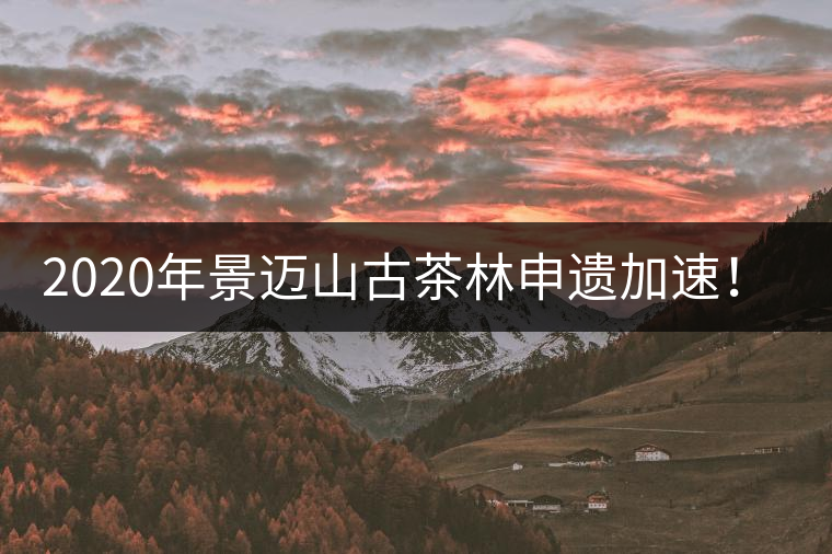 2020年景邁山古茶林申遺加速！古樹茶每年禁采3個月-易武中聘號