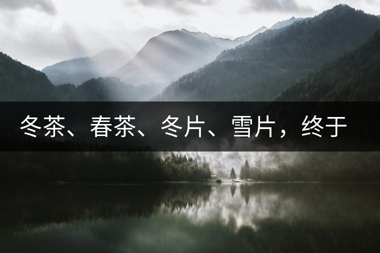 冬茶、春茶、冬片、雪片，終于分清楚了