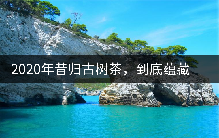 2020年昔歸古樹茶，到底蘊藏著五個怎樣的“秘密”？-易武中聘號