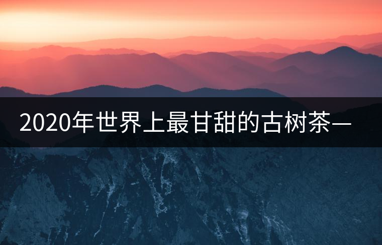 2020年世界上最甘甜的古樹茶—黃草壩古茶-易武中聘號(hào)