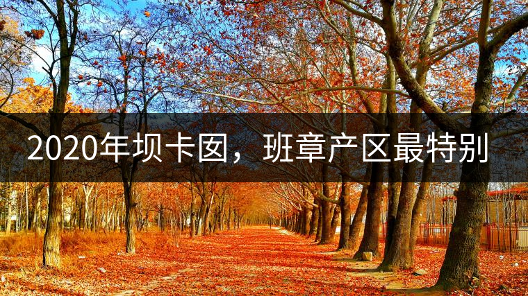 2020年壩卡囡，班章產(chǎn)區(qū)最特別的茶 -易武中聘號