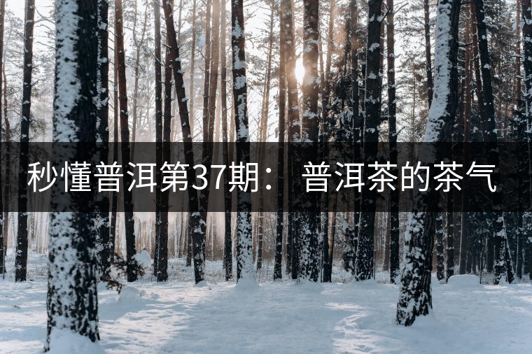 秒懂普洱第37期： 普洱茶的茶氣到底是什么？