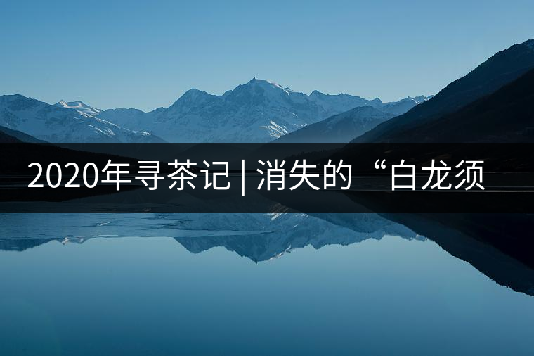 2020年尋茶記 | 消失的“白龍須貢茶” -易武中聘號(hào)