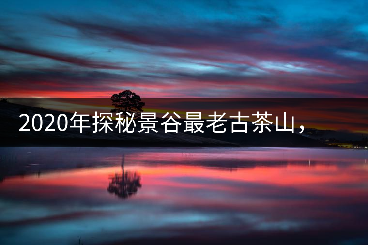 2020年探秘景谷最老古茶山，一個家族的興茶往事-易武中聘號