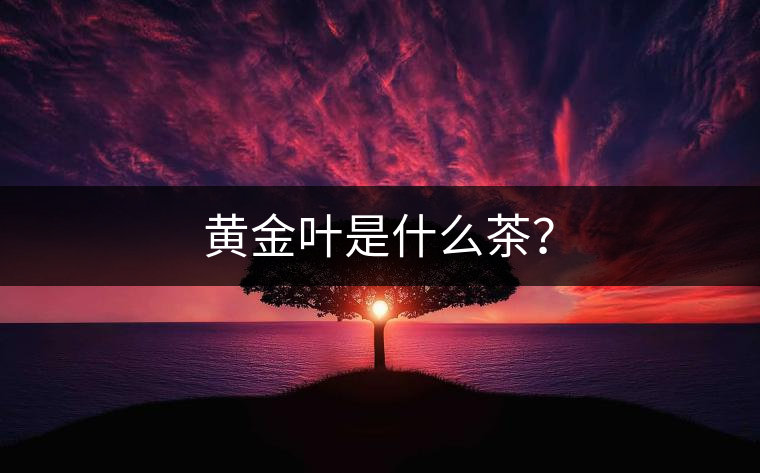 黃金葉是什么茶？