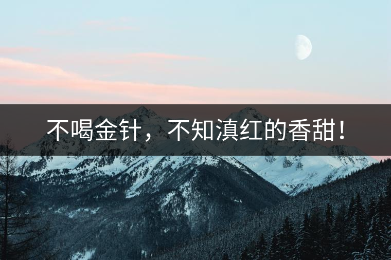 不喝金針，不知滇紅的香甜！