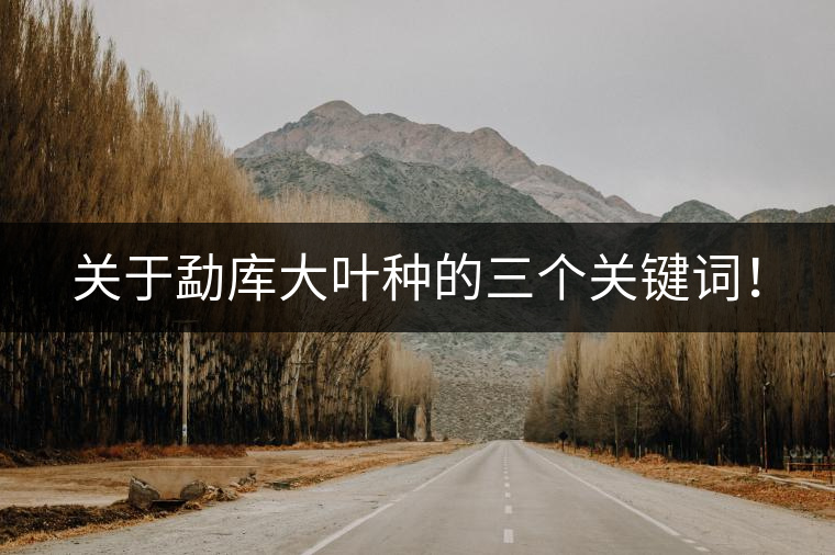 關(guān)于勐庫大葉種的三個關(guān)鍵詞！