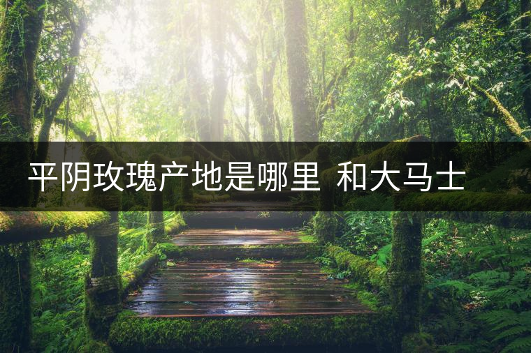 平陰玫瑰產(chǎn)地是哪里 和大馬士革玫瑰哪個(gè)好 平陰玫瑰產(chǎn)地是哪里 和大馬士革玫瑰哪個(gè)好