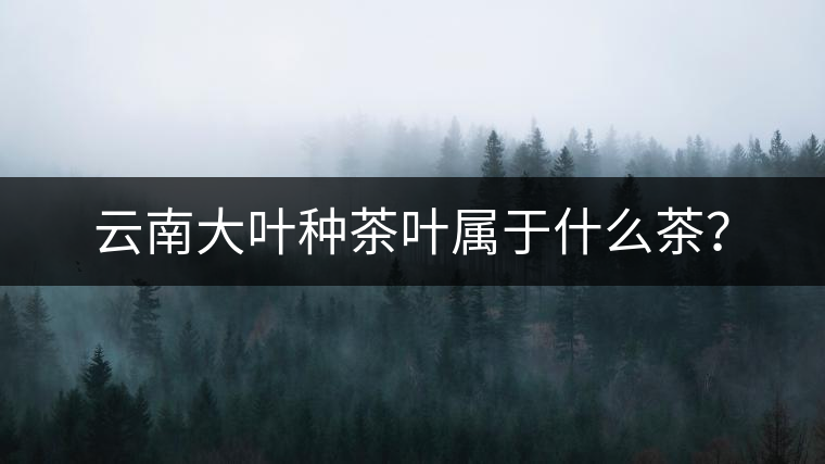 云南大葉種茶葉屬于什么茶? 云南大葉種茶葉屬于什么茶?