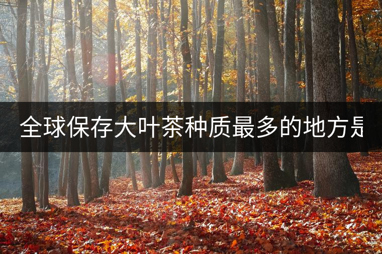 全球保存大葉茶種質(zhì)最多的地方是哪？