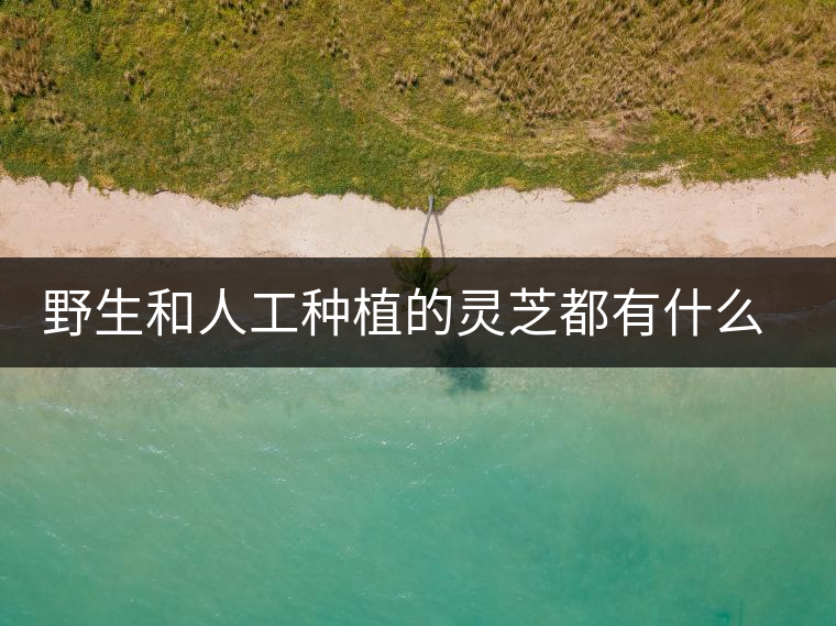 野生和人工種植的靈芝都有什么區(qū)別？