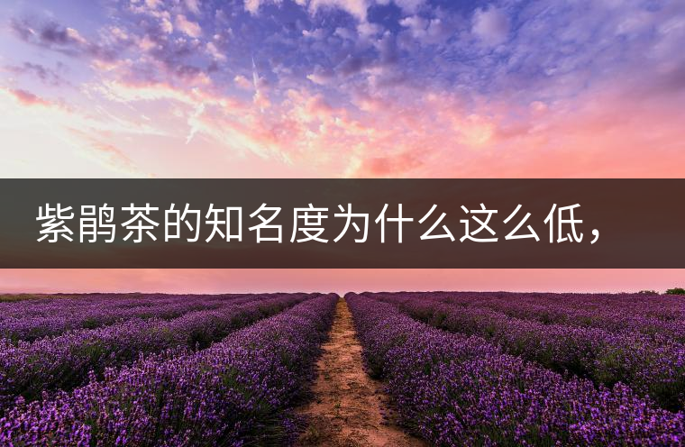 紫鵑茶的知名度為什么這么低，適合做成生茶還是熟茶？