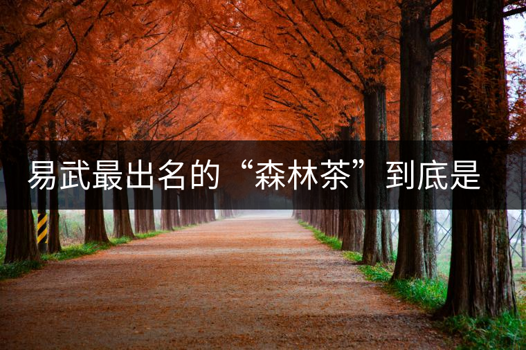 易武最出名的“森林茶”到底是什么茶？