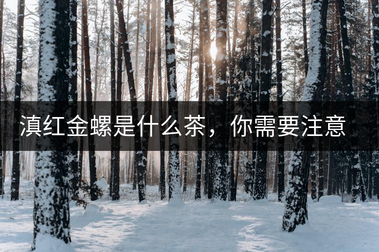 滇紅金螺是什么茶，你需要注意沖泡技巧