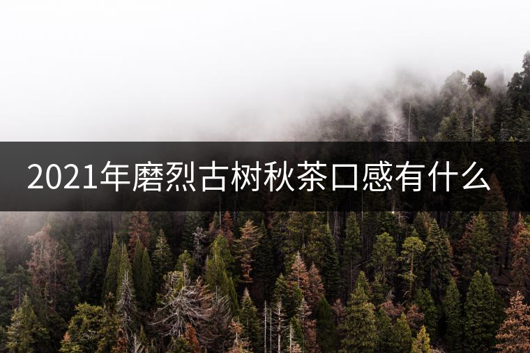 2021年磨烈古樹秋茶口感有什么特點？
