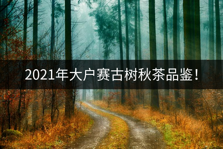 2021年大戶賽古樹秋茶品鑒！