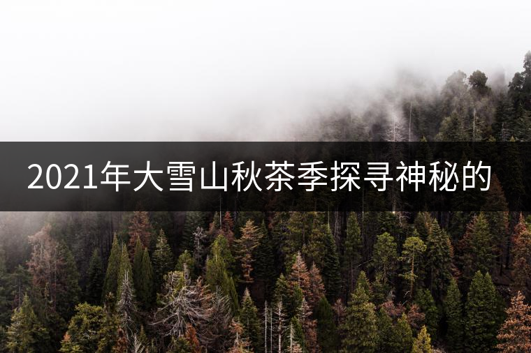 2021年大雪山秋茶季探尋神秘的古樹(shù)群落!