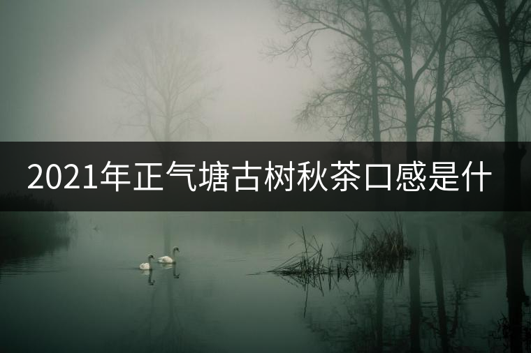 2021年正氣塘古樹秋茶口感是什么？