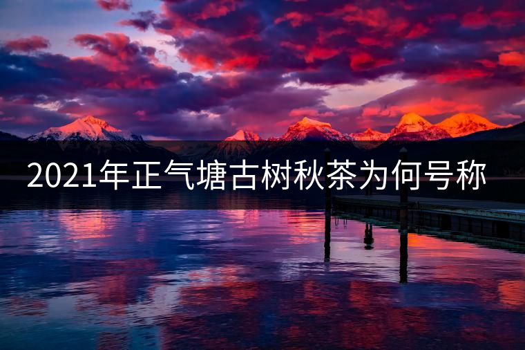 2021年正氣塘古樹秋茶為何號稱小冰島？