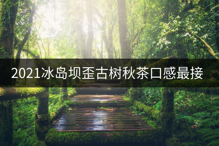 2021冰島壩歪古樹秋茶口感最接近冰島老寨！