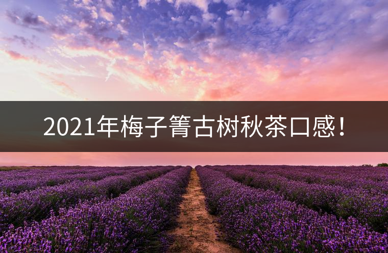 2021年梅子箐古樹秋茶口感！