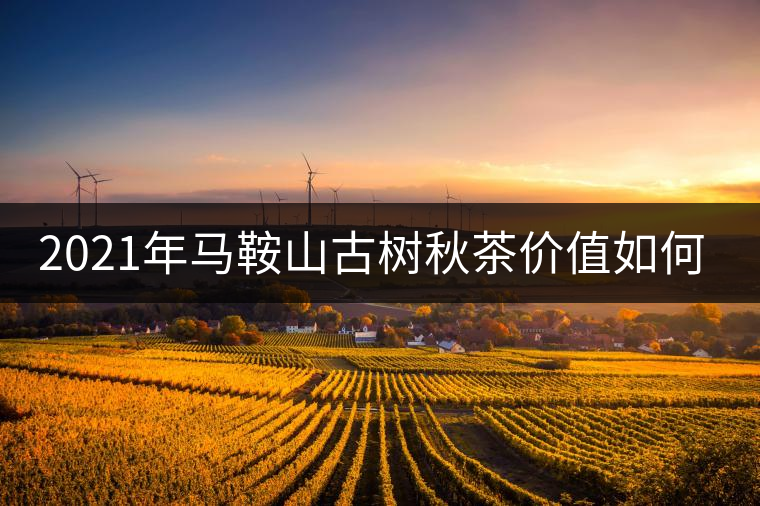 2021年馬鞍山古樹秋茶價值如何？