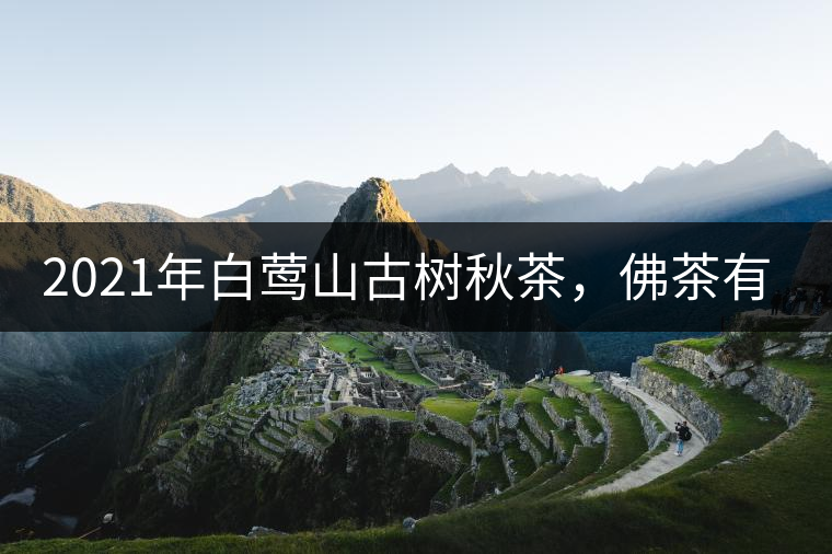 2021年白鶯山古樹(shù)秋茶，佛茶有什么魅力？