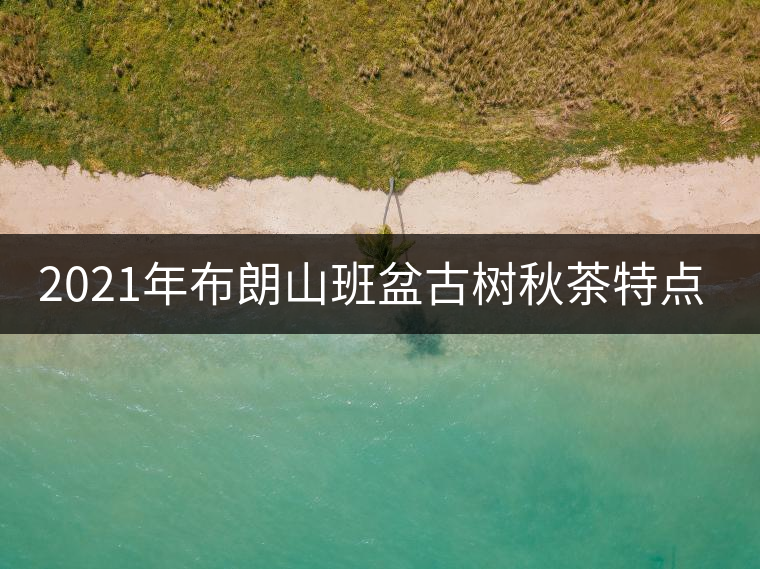 2021年布朗山班盆古樹秋茶特點(diǎn)?