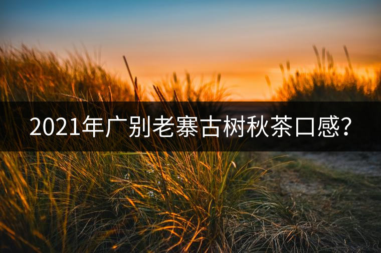 2021年廣別老寨古樹秋茶口感？