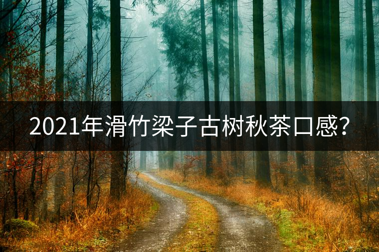 2021年滑竹梁子古樹(shù)秋茶口感？