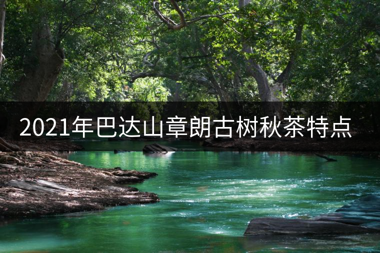 2021年巴達(dá)山章朗古樹(shù)秋茶特點(diǎn)？