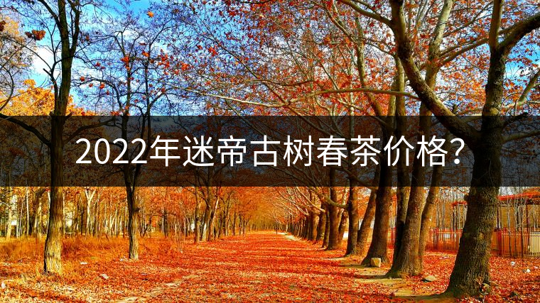 2022年迷帝古樹春茶價格？