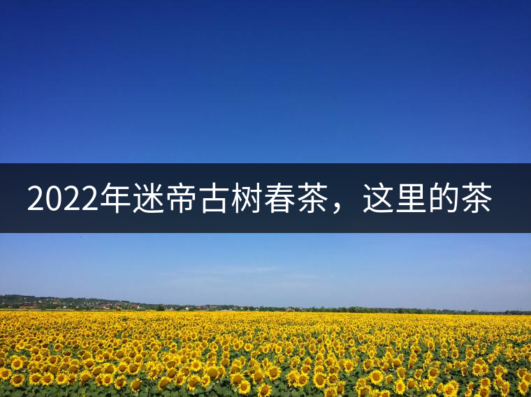 2022年迷帝古樹春茶，這里的茶 皇帝都著迷