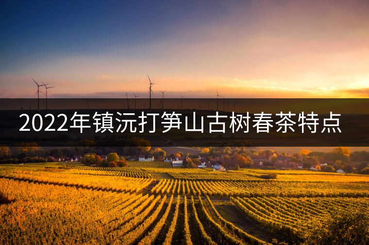 2022年鎮(zhèn)沅打筍山古樹春茶特點(diǎn)？