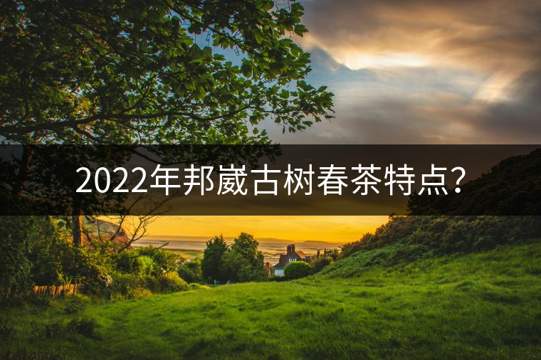 2022年邦崴古樹春茶特點？