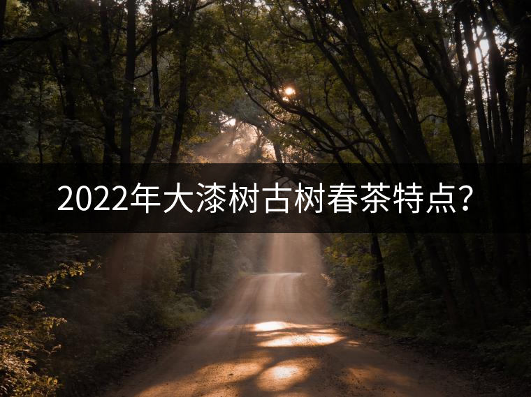 2022年大漆樹(shù)古樹(shù)春茶特點(diǎn)？