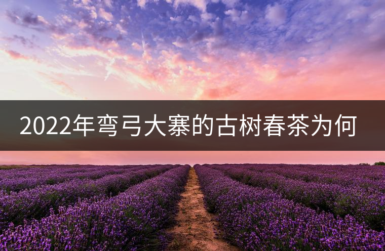 2022年彎弓大寨的古樹春茶為何如此之珍貴？