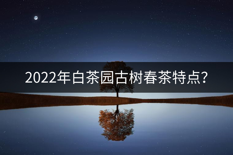 2022年白茶園古樹春茶特點？